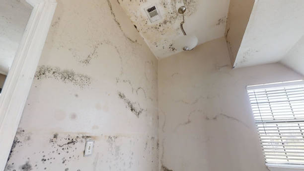 Best Emergency Mold Remediation  in Dexter, MI