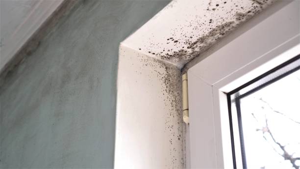Asbestos and Lead Testing During Mold Inspection in Dexter, MI