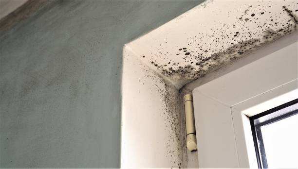 Best Crawl Space Mold Remediation  in Dexter, MI