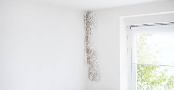 Best Asbestos and Lead Testing During Mold Inspection  in Dexter, MI