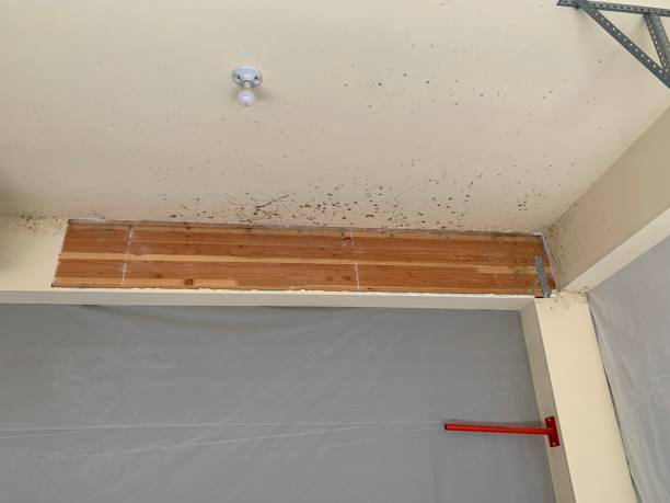 Best Basement Mold Removal  in Dexter, MI