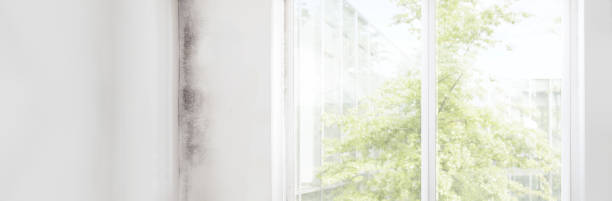 Best Mold Documentation for Insurance Claims  in Dexter, MI
