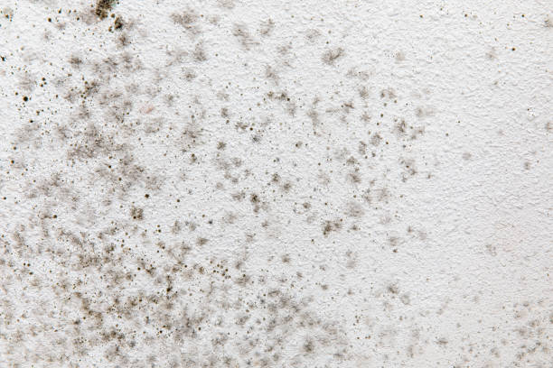 Best Indoor Air Quality Assessment  in Dexter, MI