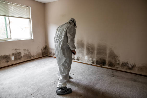 Best Mold Odor Removal Services  in Dexter, MI