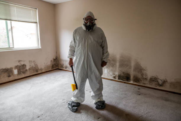 Best Mold Removal for HVAC Installations  in Dexter, MI