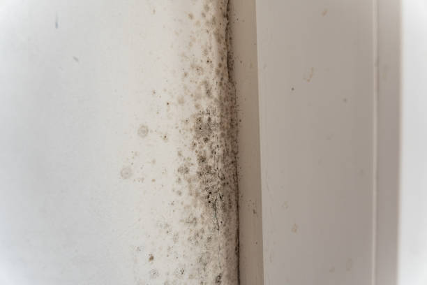 Best Mold Damage Restoration  in Dexter, MI